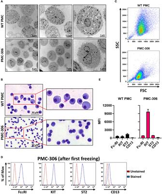 Transformation of primary murine peritoneal mast cells by constitutive KIT activation is accompanied by loss of Cdkn2a/Arf expression